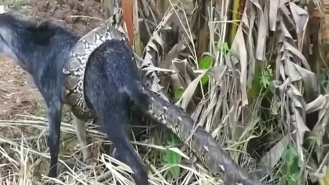 Giant Snake vs Goat
