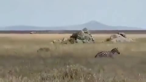 Zebra is in action time