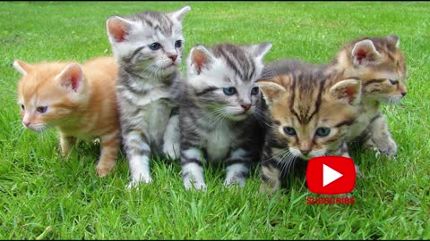 Cute playful moments of cats