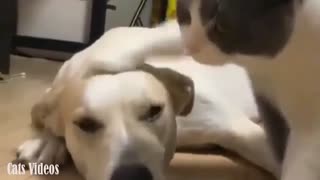 A Cat Hitting A Dog on His Head.