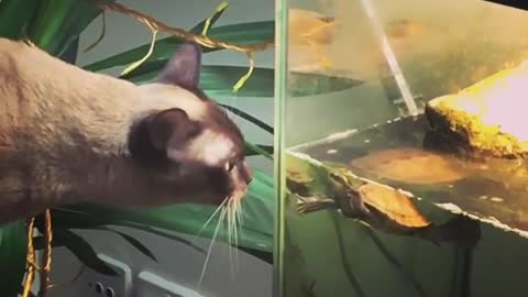 Cat and turtle share very special bond