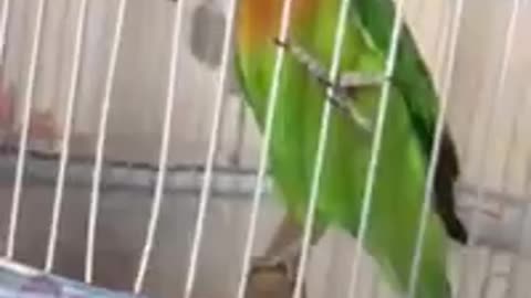 Little Cute Bird Crying in a Cage.