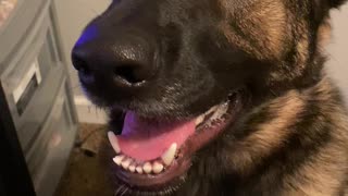 German Shepherd Smiles for Sweet Potato Treat!