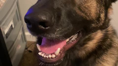 German Shepherd Smiles for Sweet Potato Treat!