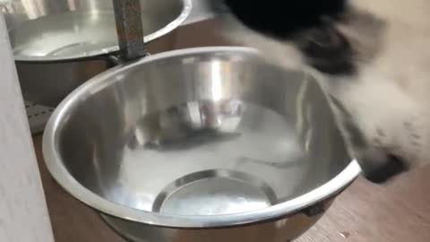 Husky gets confused by owners savage prank