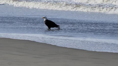 Bald Eagle in Surf