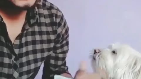 Funny video of Man and his Dog counting money