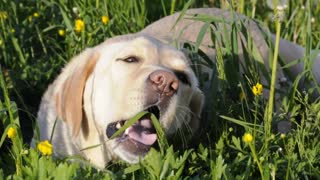 How to stop a dog from eating grass ?