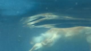 The dog swims with fantastic speed