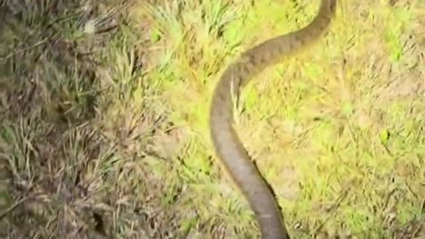 Looking for the 20 foot Burmese python! #everglades#viral#wildlife #snake#animals#crocodile