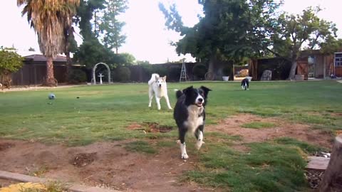 Dogs playing outside must watch video
