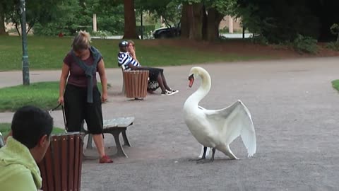 Dog vs Swan in Strasbourg, France