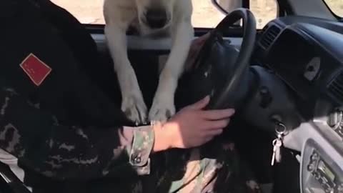 Trainer dog jumps towards car window to enter in car