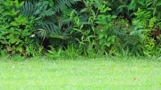 Woodchuck Lets Me Get Really Close And An Eastern Phoebe