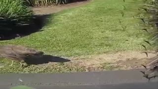 Beautiful peacock dance