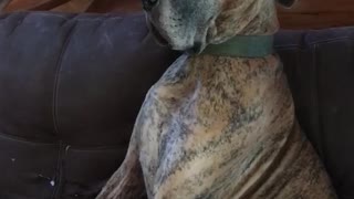 Brown dog laying down in sofa staring constantly