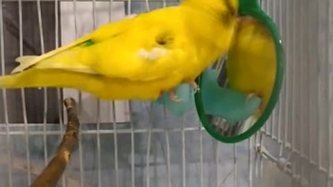 The parrot looks in the mirror and gets angry at himself