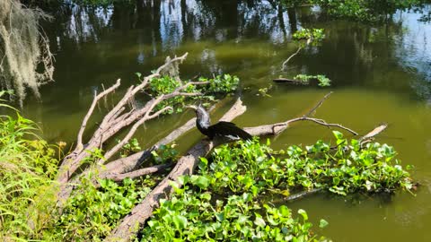 anhinga swallows a large fish in Florida pond