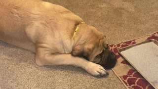 Mastiff watches over his sick best friend