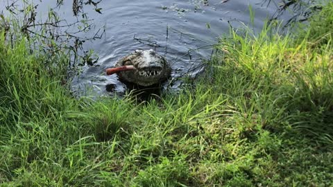 Hungry Nile Crocodile