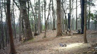 The Woods - 03/06/2021
