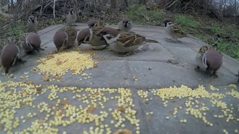 This rescued sparrow is convinced he's a dog