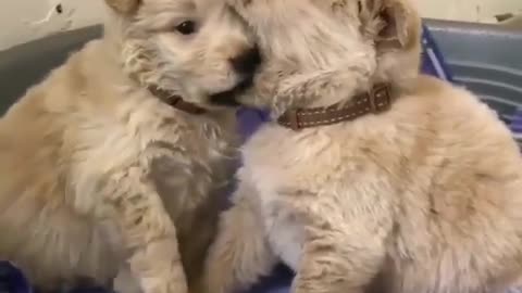 Cute Goldens Licking each other