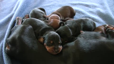 10-Day Old Dachshund Puppies Actual footage | Cuteness Overload