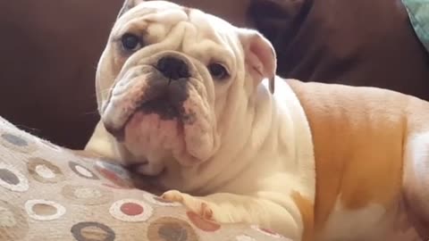 Grumpy bulldog in bad mood for no reason at all