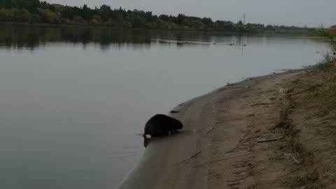 I will follow the beaver