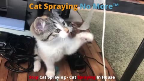 Stop Cat Spraying 😹 Cat Spraying In House 🙀 Cat Spray