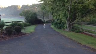 Golden Retriever Brings the Newspaper