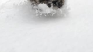 Brown white small dog slow motion snow run