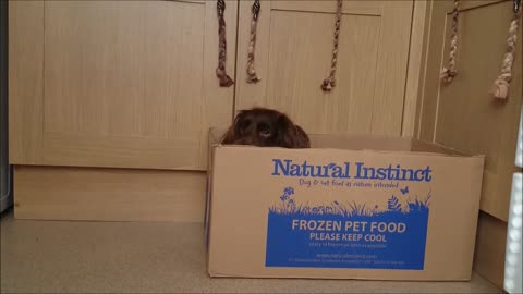 Bella the Trick Dog hides in a box