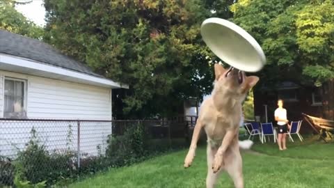Dog fails trying to catch frisbee
