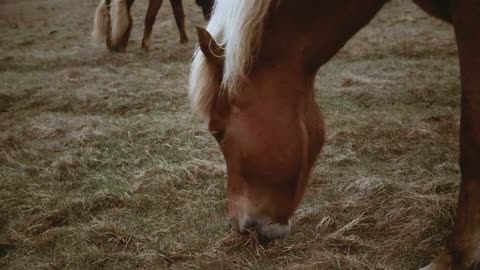 Two cute Icelandic horses with white mane grazing on the field in overcast day