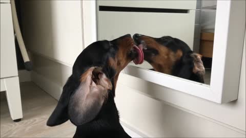 Dachshund gives kisses to her own reflection