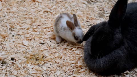 Funny and Cute Baby Rabbit