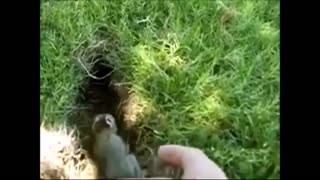 Baby Bunny Rabbits Binky Compilation