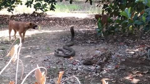 King Cobra Thailand - Dogs Attack King Cobra
