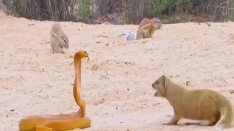 COBRA BULLIED BY SQUIRRELS & MONGOOSE