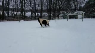 Snow Ponies Flash and Bubbles