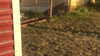 Doggo Jumping Fence Fails Successfully