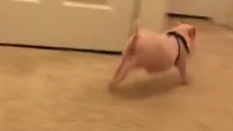Pickle the Mini Pig can't contain his excitement