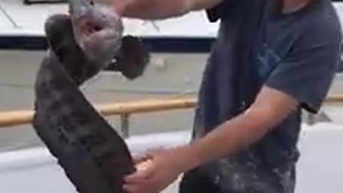 Watch this SCARY WOLF EEL,very rare video