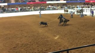 Calf roping at the Fort Worth Rodeo