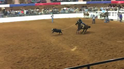 Calf roping at the Fort Worth Rodeo