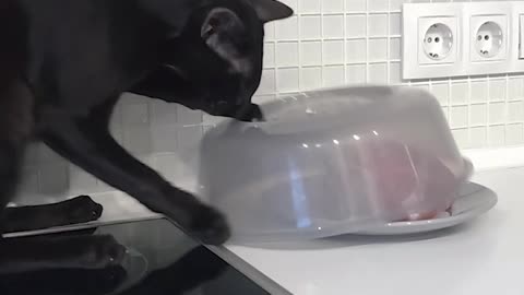 Black oriental cat loves turkey