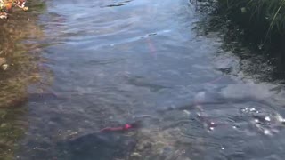 more salmon in the creek