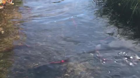 more salmon in the creek